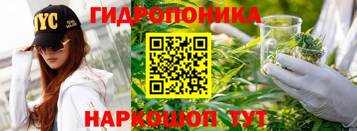 Мурино  Канабис сатива  Бошки Шишки OG Kush  Вход с VPN  Канабис семена  МАРИХУАНА гибрид 